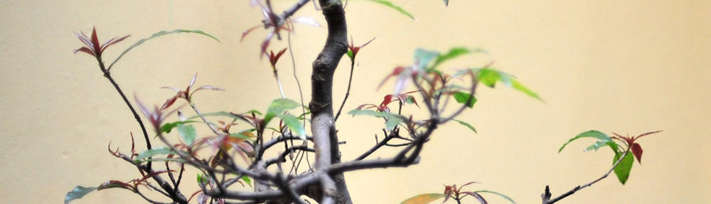 Claudi goes to Illinois