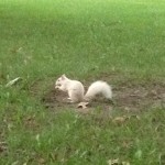 White Squirrel