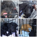 Gib mir ein Zuhause!