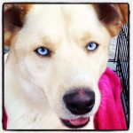 Toller Hund! Tolle Augen!
