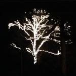 Beleuchteter Baum
