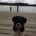 Mein Hund am See :)