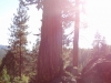 dsc04225-480x640