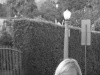 dsc02699-480x640