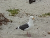 dsc03127-480x640