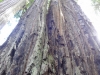 dsc07700-480x640
