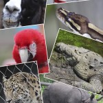 Orlando_Zoo_Bildgröße ändern